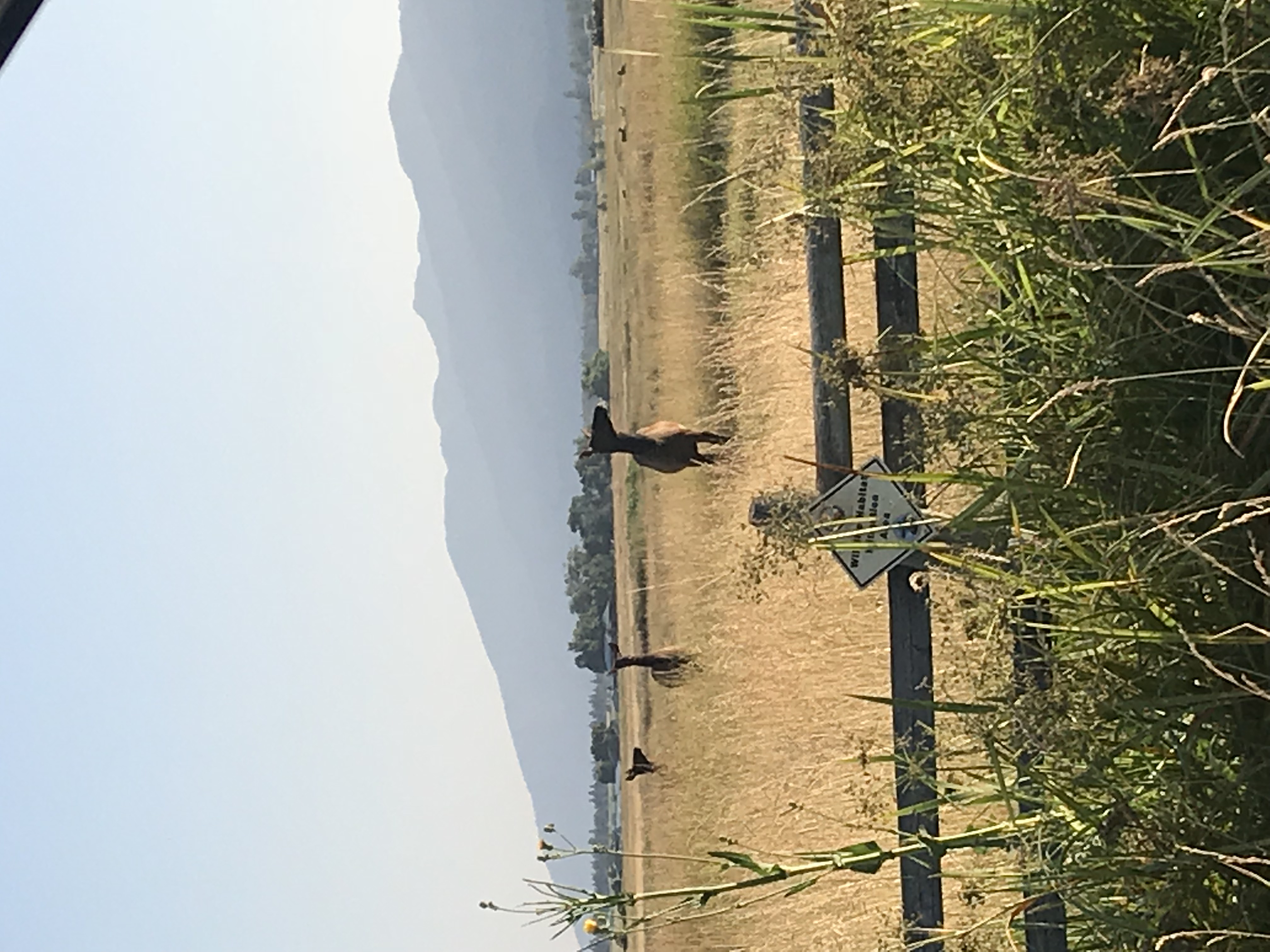Elk at Aspen.jpg